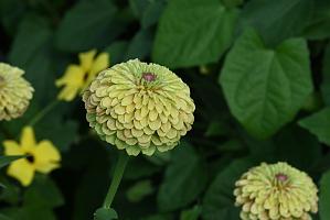 2025-08240158 Assabet River NWR, MA